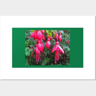 Fuchsia Posters and Art